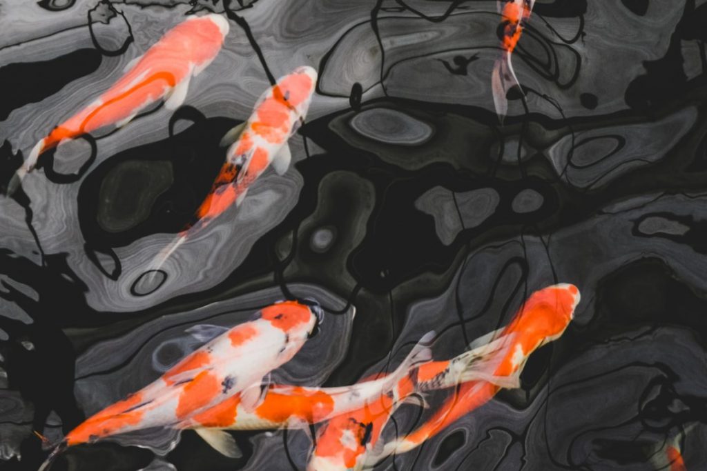 Koi Karpfen – edle und anspruchsvolle Fische für den Gartenteich
